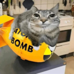 Cat/Stock