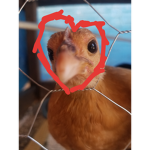 Chickens and animals