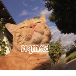 flqmxd