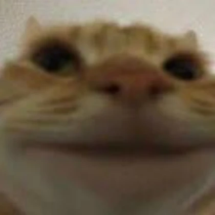Cat close-up reaction