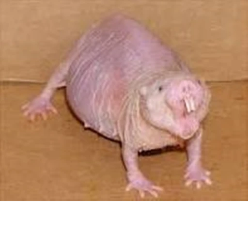 [✨RP✨VOICE🎤] Mole Rat Simulator II [ORIGINAL]