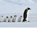 Penguin squad original!