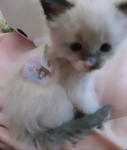 ' strawberri ୨୧