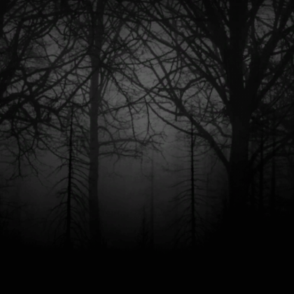 Dark dead trees