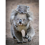 Da Koala Squad
