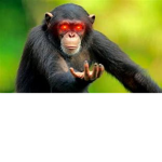 #monkecult