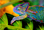 Lizard club