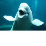 The Beluga Cult