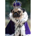 Pug cat king