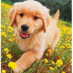 PUPPYS OFFICIAL GROUP