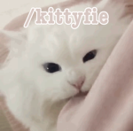 /kittyfie