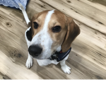 Beagle party