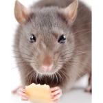 RATTIO FAMILY
