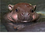 the hippo squad family