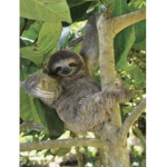 The Sloth Fan Group