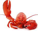 Lobster Army the great