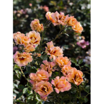 roses and lillys