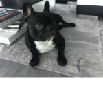 Kommen zu adopt me