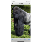 Gorilla Tribe!!