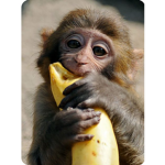 Gamer Monke Clan