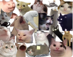 the cat kingdom (beginning)