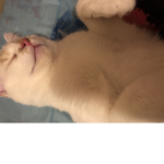 The official Supercat