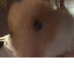 Potatoes :)