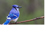Blue Jays Squad