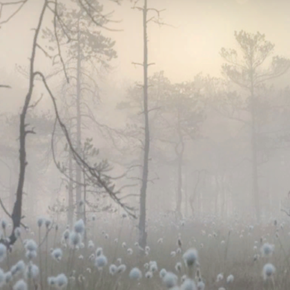 foggy misty forest morning autumn fall