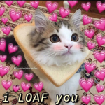ᴠɪʙᴇ ᴋɪᴛᴛᴇɴꜱ