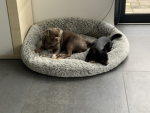 group of my dogs