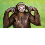 Monkey funky club