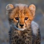 The adobs