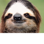 Sloth Games