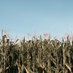 The Church Of Corn