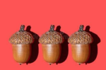 Acorn Development
