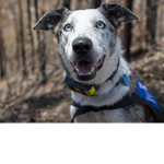 Dog's are true friends!!