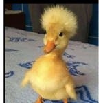dogs and kittys