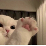 Anthony_nuggies
