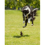 Howling ones!