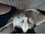 The servant of ...someone