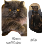 If you like dogs or cats this is the Group for you