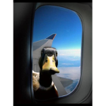 Duckz on Quack
