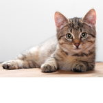 *Cat*s Yummmm* !!