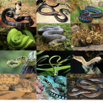 360 reptile group