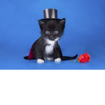 Little Kitten's Executive Branch