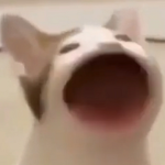 Alexa, play Despacito