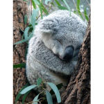 Koala Studios xx