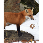 Foxy is awesome