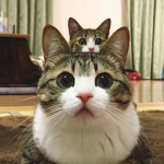 Fsgsgs